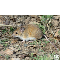 گونه موش کشتزار ابن سینا Avicenna Field Mouse